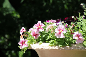 Blooming cultivar petunians (Petunia x hybrida) in cachepot in the summer garden