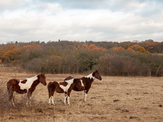 beautiful brown horses in field autumn weather stallions
