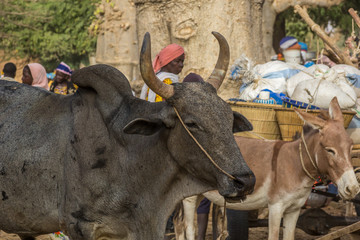 Tireli village market. Colorful market scene, Dogon Region, Mali