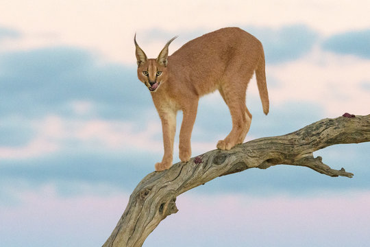 Caracal on a branch during sunset