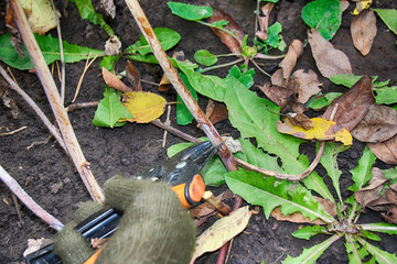 Pruning dry last year raspberry stem with garden secateurs in the autumn garden