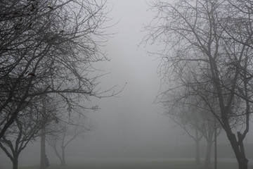 Tree silhouettes on a very foggy morning