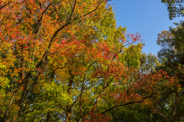 Osaka Castle in Osaka with autumn leaves. Japan.