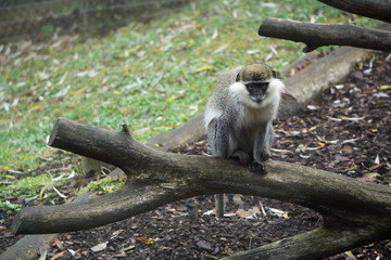 Cute monkey resting on a tree trunk