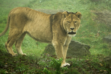 Fototapeta na wymiar Lioness staring at the camera on a cold morning with thick fog