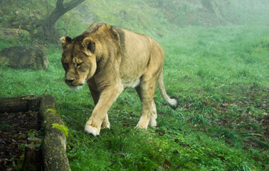 Close up of lioness at zoo on a misty morning