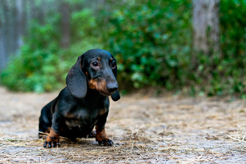 portrait of a dog (puppy) breed dachshund black tan,  in the green forest