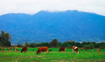 Photo depicting a milky brown lovely herd of cows. Cows graze on a green grass in a mountain peaceful landscape. Healthy food farming concept.