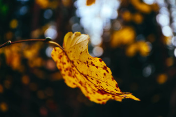 Colorful sad natural fall background. Bright autumn yellow leaf on a tree, blurred forest on the background.