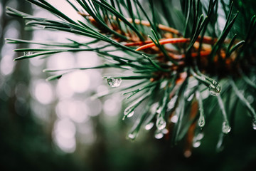 Naklejka na ściany i meble Raindrops on the evergreen branch, macro view. Drops of water on the pine tree needles, close up.