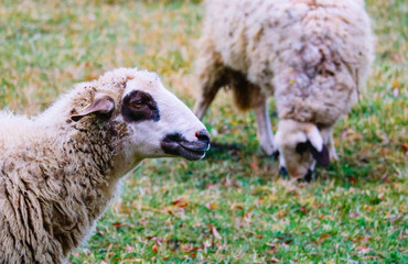 Sheep grazing on a green grass, head closeup. Sheep head portraiture on a grass field, macro view.