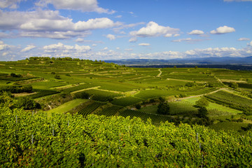 Obraz premium Weinberge Kaiserstuhl Bötzingen