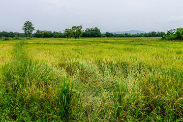 Thai agriculture