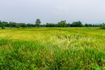 Fototapeta premium Thai agriculture