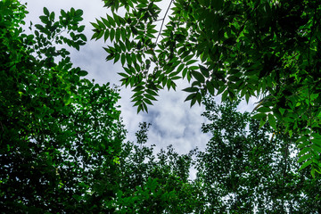 Background of nature