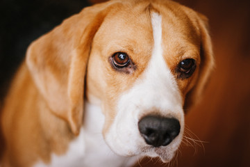  portrait of a dog, eyes