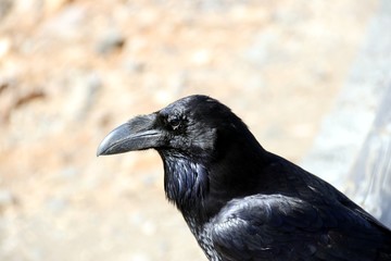 Black Raven Head