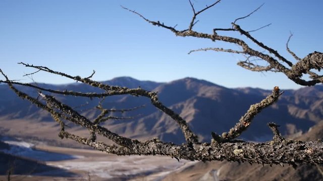 An old dry big tree on top of a mountain in the background of a beautiful landscape. slow motion, 1920x1080, full hd