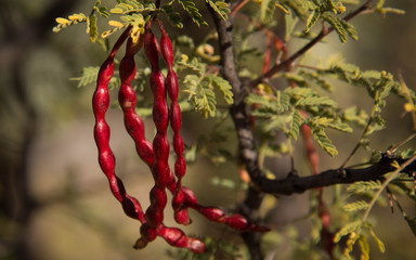 Mesquite Seed Pods