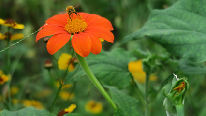 Orange Zinnia with a bee.