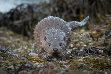 Close-up of Eurasian otter cub (lutra lutra) walking towards camera with water-drops, isle of Mill