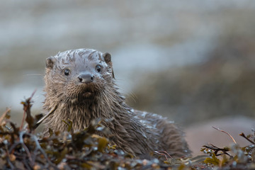 Close-up of wet Eurasian otter cub (lutra lutra) looking towards camera on the isle of Mull