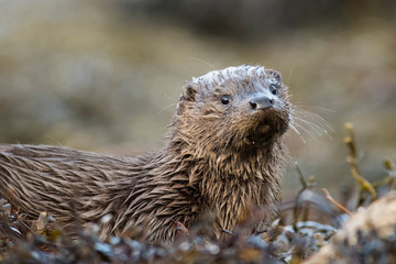 Close-up of wet Eurasian otter cub (lutra lutra) looking towards camera on the isle of Mull
