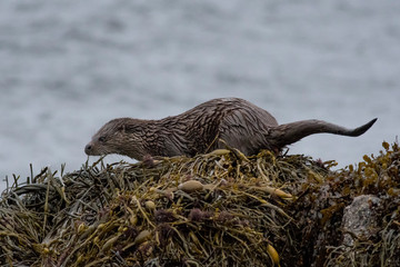Wet female Eurasian otter (lutra lutra) on seaweed with sea behind