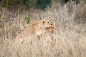 Lioness grooming her cub