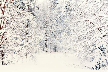 Winter forest in snow and ice