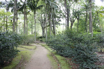 Fototapeta na wymiar Parque Terra Nostra, Açores