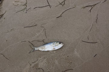 Fish on the Beach