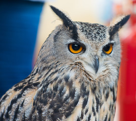 owl with orange eyes and French tricolour red white and blue flag in background