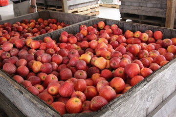 Apples
