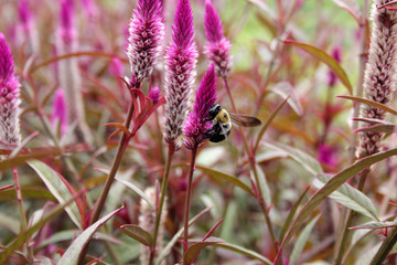 Bumble Bee on Pink Flower
