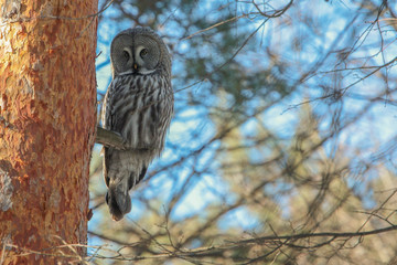 Great grey owl sitting on branch