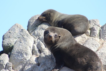 Obraz premium Lobo de mar 