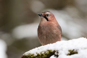 Portrait of the Eurasian jay in  the winter forest