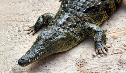 Dangerous Reptile of the World