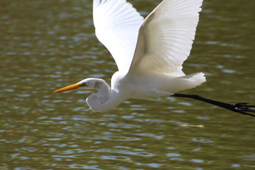 Garza blanca volando 