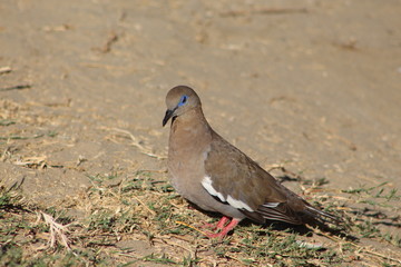 Obraz premium Cuculi 