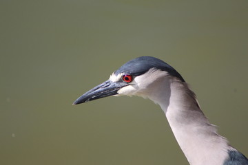Night heron 