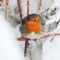 The European robin (Erithacus rubecula) on a winter day