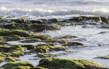 Vogel sucht bei Ebbe nach Nahrung