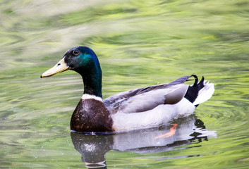 Obraz premium Mallard (Anas platyrhynchos)