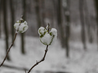 Forest after snowfall 