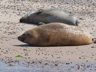 seals at Blackeney Point Norfolk UK 