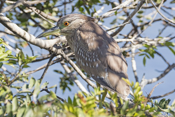 Bird heron in wetlands tree 