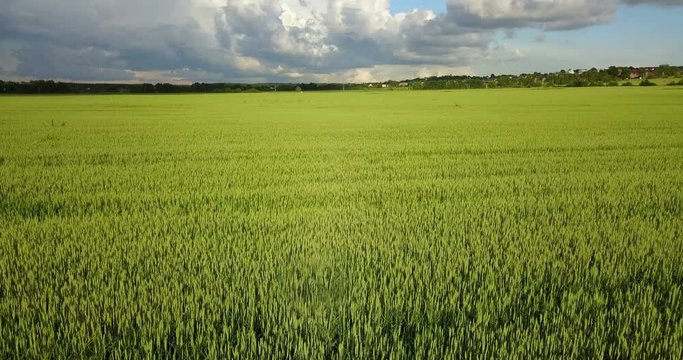 The drone flies along the field with green ears of wheat to summer sunny day against the background of the blue sky with white clouds.