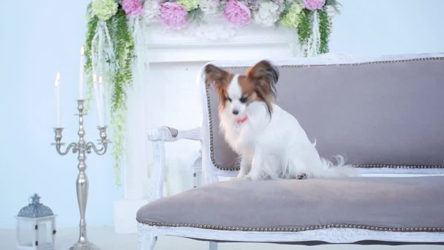 Cinematography Beautiful Blonde Dog Isolated On beauty interior